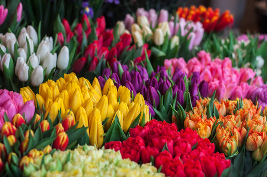 Unlocking the Secrets of Flower Meanings