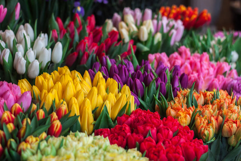 Unlocking the Secrets of Flower Meanings