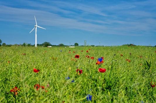 Sustainable Flower Sourcing Why It Matters for Your Bouquets